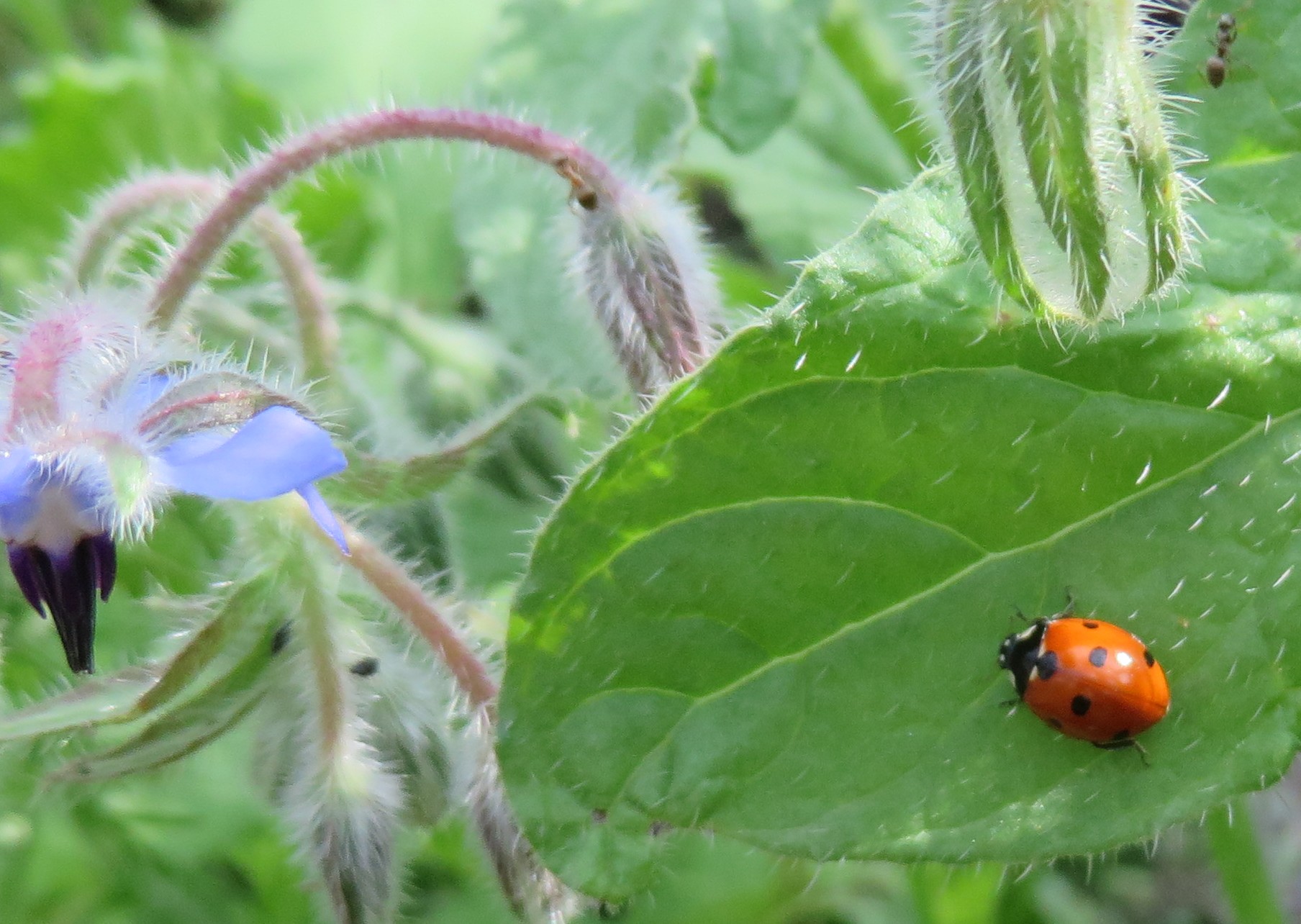 coccinellebourrachebonne